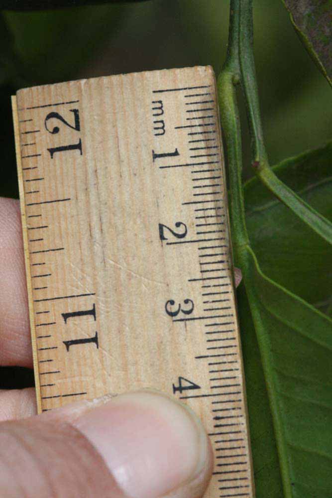              Unifoliolate leaf (Riverside, CA)       